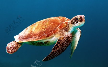 高清海底海龟图片