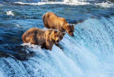 瀑布上的熊
