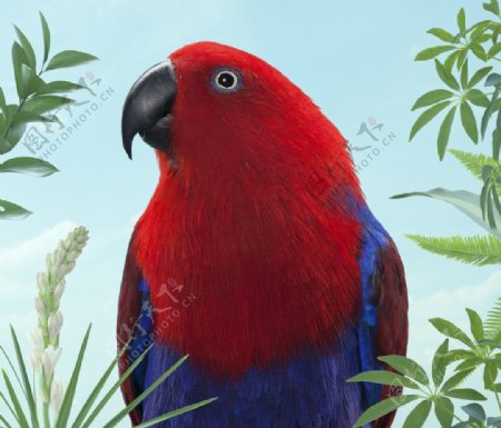 红蓝花鸟背景图片