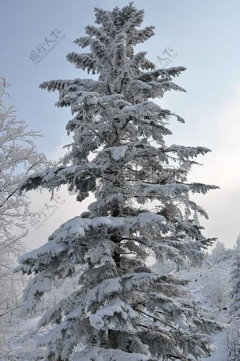 大雪后的松树