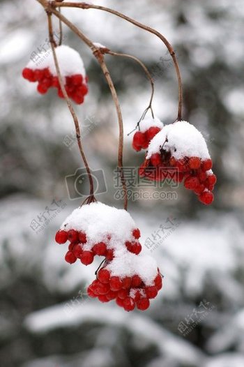 雪地里的红果实