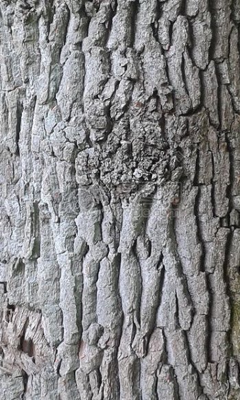 吠树日志自然结构森林木路橡树