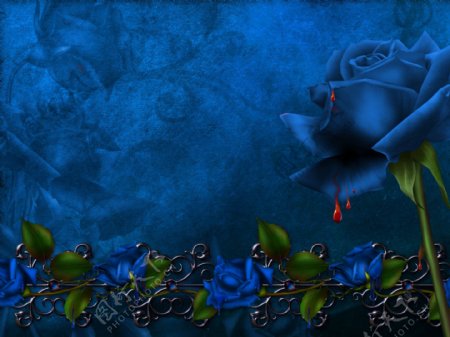 蓝色滴血玫瑰图片