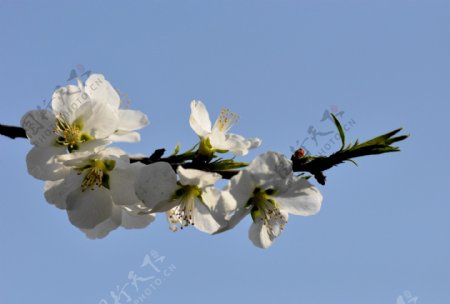 唯美白色桃花图片