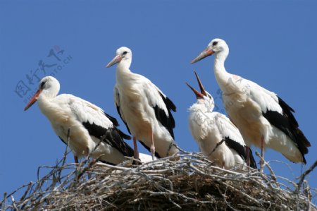 站在巢穴上的白鹤摄影图片