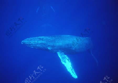 大海鲸鱼摄影