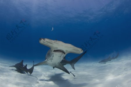 海底的双髻鲨