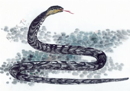 蛇十二生肖中国画0033