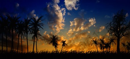 乌云下的椰子树图片