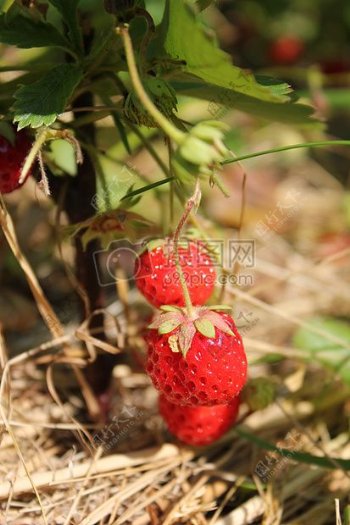 土地上的草莓