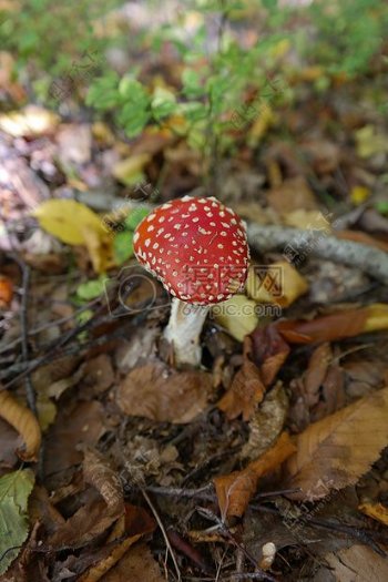 树林里的小蘑菇