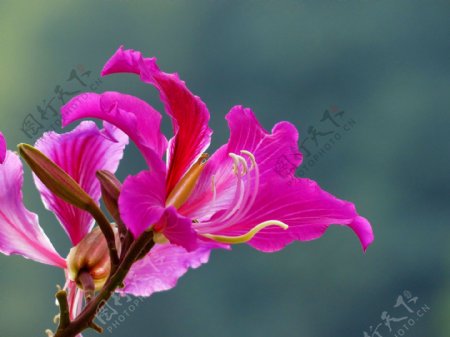 鲜艳红色紫荆花图片