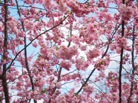 美丽的粉色樱花图片