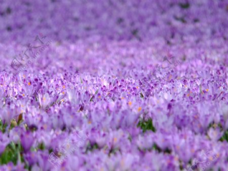 高清紫色花海图片