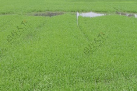 水稻农场的照片