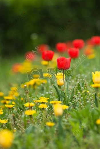鲜艳的郁金香花丛