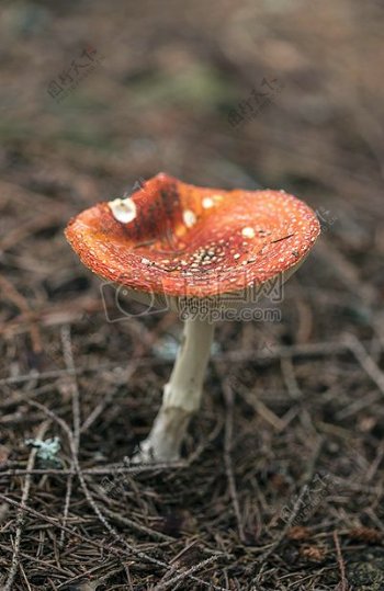 蘑菇有毒红色点伍兹木材森林地面真菌鹅膏菌