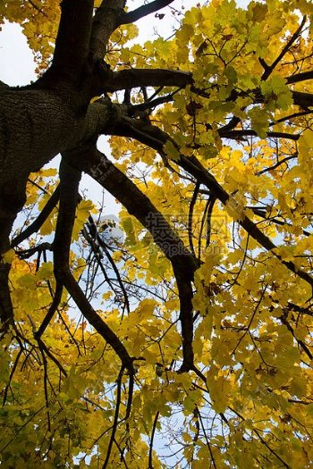 叶子秋季树木自然黄色