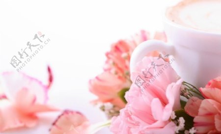 唯美粉色康乃馨花卉图片