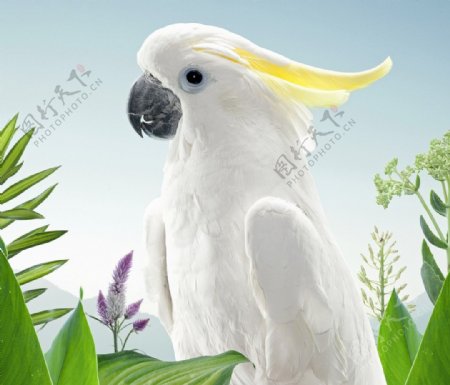 可爱白色鹦鹉图片