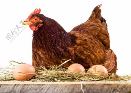 鸡窝里的母鸡和鸡蛋