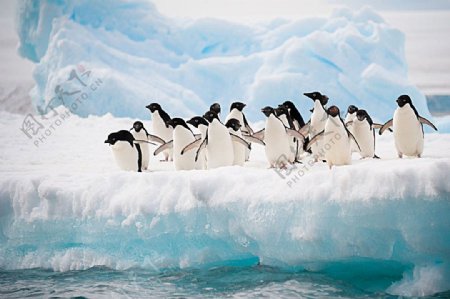 冰面上的一群企鹅