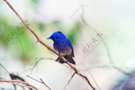 蓝色小鸟摄影