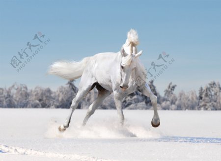 雪里的白色骏马