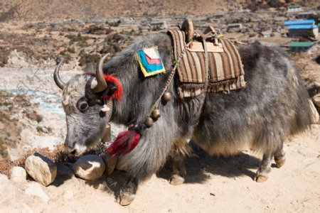 西藏的牦牛图片