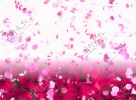 粉色花瓣装饰画
