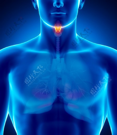 喉咙器官图片