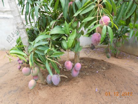 芒果树图片