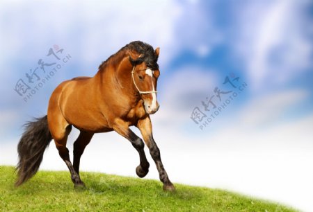马奔跑图片