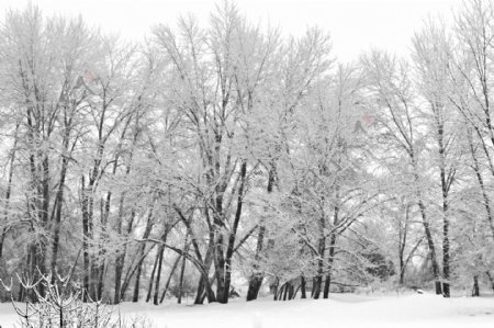 白色的冬天的树