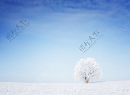 冬天雪地上树木
