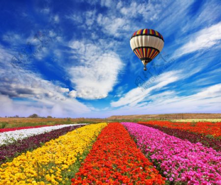 热气球与鲜花风景