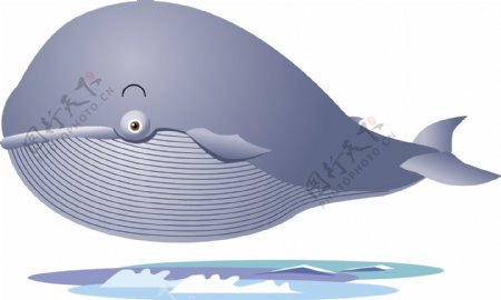 可爱的鲸鱼1