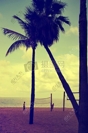 沙滩上的椰子靠在树