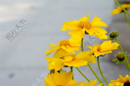 高清黄色金鸡菊图片