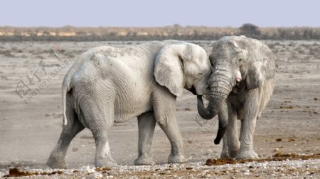 野生非洲白象图片