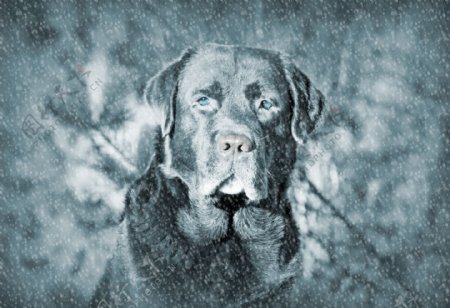 可爱雪地里小狗图片