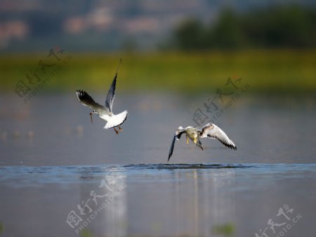 北京野鸭湖湿地公园红嘴鸥图片