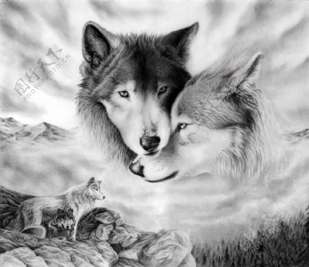 狼动物插图02