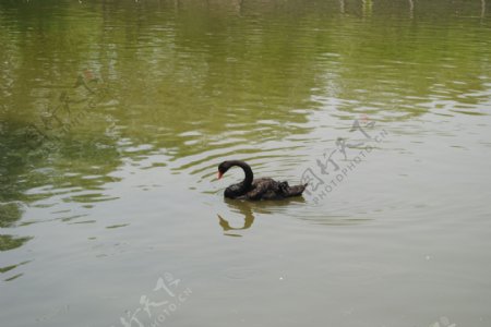 湖中黑天鹅图片