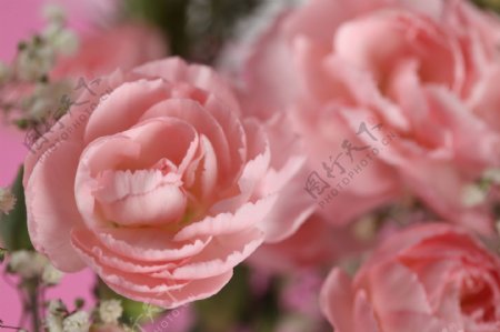 粉色开放的玫瑰花