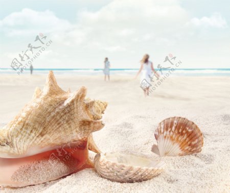 海螺贝壳沙滩风景图片
