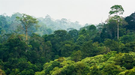热带雨林风景摄影图片