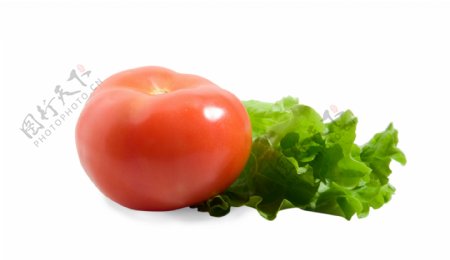 西红柿和青菜图片