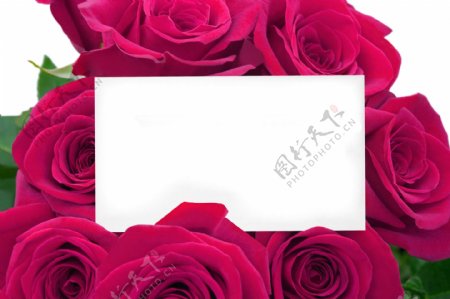 玫瑰花与卡片