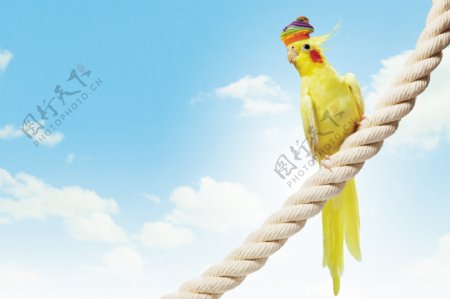 绳子上的鹦鹉